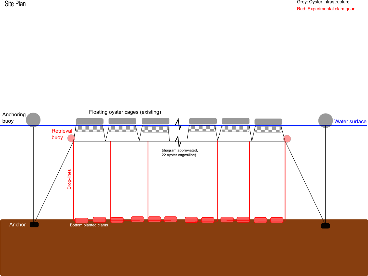 Sinking shellfish bags for polyculture of Oysters and Clams Farm Hack